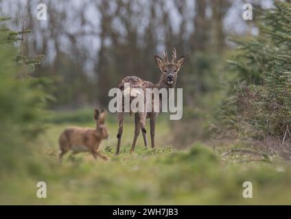 Un cerf Roe mâle (Capreolus capreolus) debout regardant la caméra dans les arbres de Noël tout en étant photobombardé par un lièvre brun. Suffolk, Royaume-Uni Banque D'Images