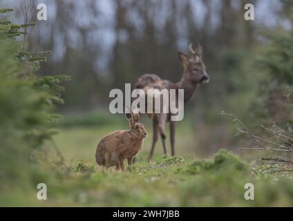 Un cliché inhabituel d'un lièvre brun sauvage (Lepus europaeus) avec un roe Deer buck en arrière-plan. Deux espèces de mammifères indigènes ensemble. Suffolk, Royaume-Uni. Banque D'Images