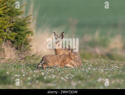 Une mère et son bébé lièvre brun ( Lepus europaeus ) . Une famille inhabituelle photographiée dans un tapis de marguerites sur une plantation de sapin de Noël. Suffolk Royaume-Uni Banque D'Images