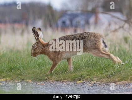 Une rencontre rapprochée d'un grand lièvre brun (Lepus europaeus) en pleine santé en mouvement sur le bord d'une route rurale. - Suffolk, Royaume-Uni Banque D'Images