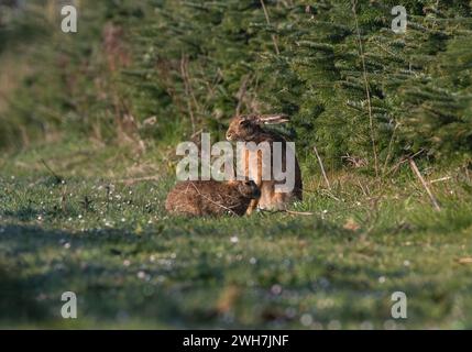 Pouvez-vous faire la différence entre un lièvre et un lapin ? Voici une photo des deux espèces ensemble pour comparaison. Suffolk, Royaume-Uni Banque D'Images