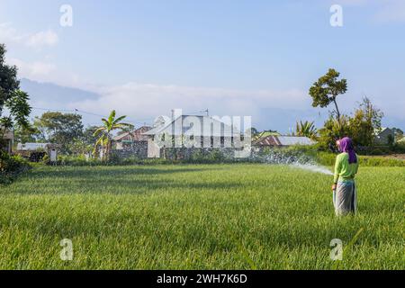 Bali, Indonésie - 13 septembre 2019 : femme travaillant dans les filières de riz de bali, Indonésie Banque D'Images