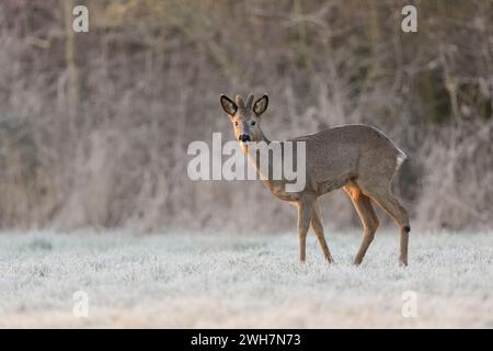 Cerf rodé ( Capreolus capreolus ), mâle en hiver, buck, bois de velours, debout au bord d'une forêt sur un pré enneigé, Wildilfe, Europe. Banque D'Images