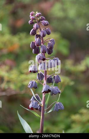 Lys persans (Fritillaria persica) rouge profond, pointes de fleurs violettes de ce jardin bulbeux ornemental pérenne, berkshire, Angleterre, avril Banque D'Images