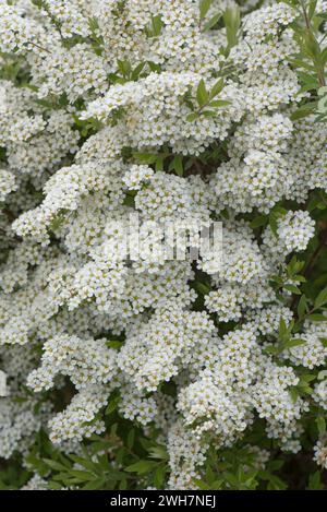 Spirea arguta 'Bridal Wreath' profuse des pulvérisations blanches de fleurs de cet arbuste de jardin ornemental au printemps, Berkshire, avril Banque D'Images
