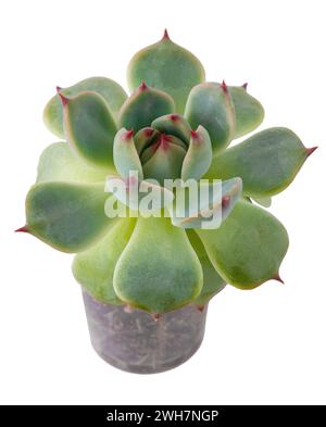 Plante Haworthia cooperi succulente en pot. Petite fleur verte sur fond blanc Banque D'Images