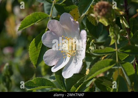 Fleur de rose de chien (Rosa canina) fleur rose pâle douce parfumée avec cinq pétales et cercle central d'étamines, d'anthères et de styles, Berkshire, juin Banque D'Images