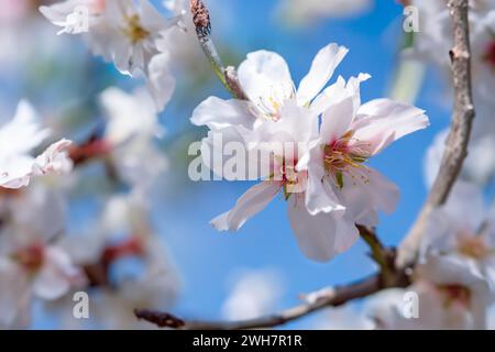 Gros plan sur Flower on Tree Almond Flowers à l'extérieur. Banque D'Images