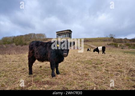 Un jeune taureau debout dans un champ sous le monument Penshaw à Sunderland. Ciel géant au-dessus et taureaux pâturant en arrière-plan. Banque D'Images