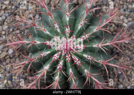 Cactus de baril de feu mexicain à Kew Gardens Banque D'Images