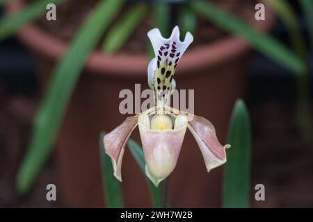 Une orchidée de pantoufle de Vénus au Kew Gardens Orchid Festival 2024 Banque D'Images