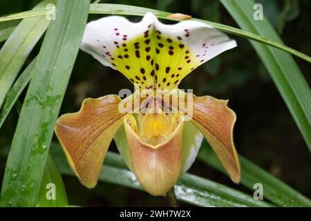 Une orchidée de pantoufle de Vénus au Kew Gardens Orchid Festival 2024 Banque D'Images