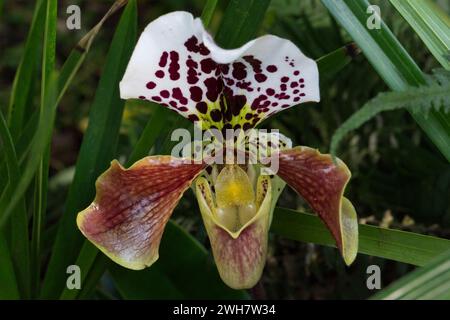 Une orchidée de pantoufle de Vénus au Kew Gardens Orchid Festival 2024 Banque D'Images