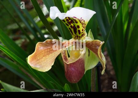 Une orchidée de pantoufle de Vénus au Kew Gardens Orchid Festival 2024 Banque D'Images