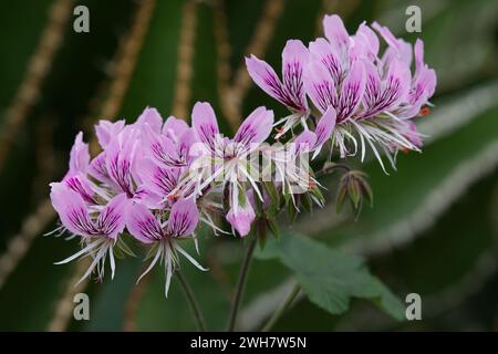 Fleurs de géranium pourpre Pelargonium ribifolium Banque D'Images