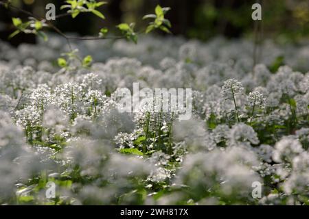 Arabis caucasica. Arabis alpina, cresson de montagne ou cresson de roche alpine. Fleurs blanches arabis caucasica poussant dans la forêt. mise au point sélective Banque D'Images