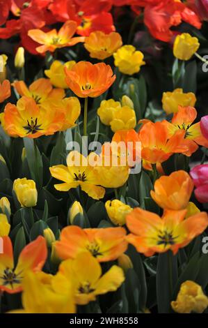 Jaune orangé Darwin Hybrid Tulips (Tulipa) Daydream fleurissent dans un jardin en avril Banque D'Images