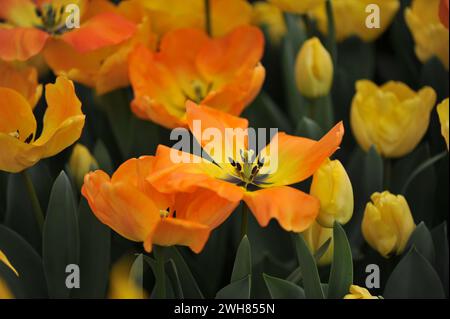 Jaune orangé Darwin Hybrid Tulips (Tulipa) Daydream fleurissent dans un jardin en avril Banque D'Images