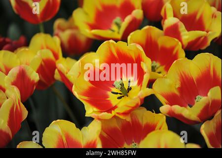 Les tulipes triomphales rouges et jaunes (Tulipa) Danemark fleurissent dans un jardin en avril Banque D'Images