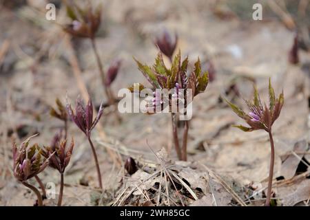 Cardamine bulbifera (Cardamine bulbifera). Jeunes plantes qui poussent à travers le feuillage sec. Сoralline myrtille ou racine corallienne.Prairie printanière avec purp Banque D'Images