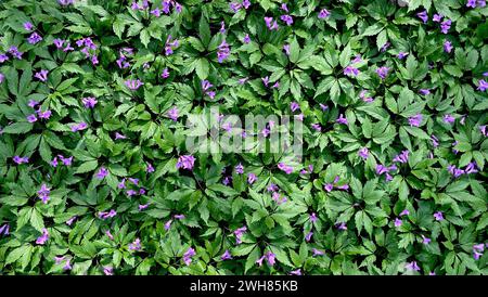 Cardamine bulbifera (Cardamine bulbifera). Jeunes plantes. Racine de corail ou rhizome corallien. Pré de printemps avec des fleurs des bois violettes Banque D'Images