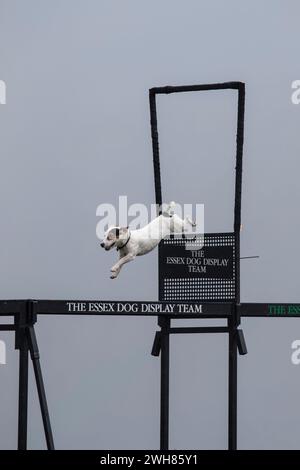 Petit chien membre de l'équipe d'affichage Essex Dog sautant à travers un cerceau de feu sur une plate-forme surélevée à l'Emley Show dans le Yorkshire Banque D'Images