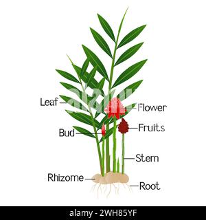 Parties d'etlingera elatior, fleur de gingembre torche rouge isolé sur un blanc. Illustration de Vecteur