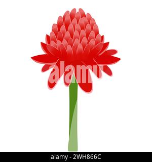 Etlingera elatior, fleur de gingembre torche rouge isolée sur fond blanc. Illustration de Vecteur