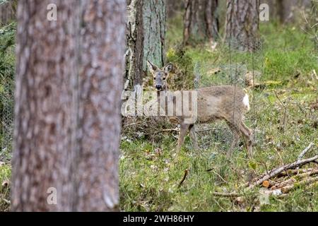 Rehe im Fellwechsel, Wald Rehe im beginnenden Fellwechsel Rehe im Wald, Mitte März *** Roe cerf changeant manteau, forêt Roe cerf commençant à changer coa Banque D'Images
