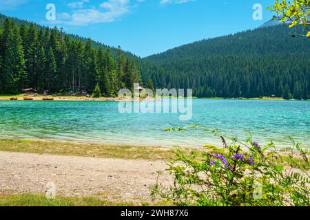 Glaciaire Black Lake (Crno Jezero) entouré d'une forêt de pins dans le parc national de Durmitor. Zabljak, Monténégro Banque D'Images