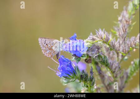 Bulle verte argentée - Lysandra Coridon suce nectar d'Une fleur de la commune Natternkopf - Echium vulgare avec son tronc Banque D'Images