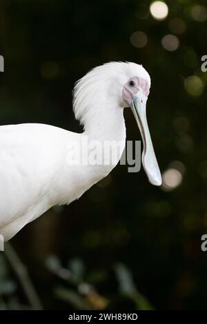 Portrait de spatule africaine (Platalea alba), captive (originaire d'Afrique subsaharienne), Moody Gardens, Galveston, Texas, États-Unis Banque D'Images