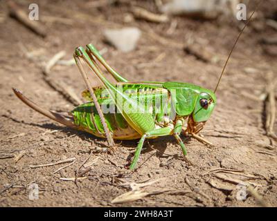Une grande sauterelle verte repose sur le sol près d'un tas de foin Banque D'Images