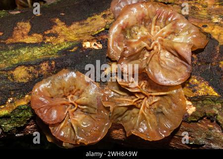 Auricularia auricula-judae est une espèce de champignon qui pousse sur le bois, en particulier sur les aînés. Elle est répandue dans toute l'Europe. Banque D'Images
