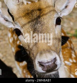 Gros plan de la tête d'un beau cerf en contact visuel direct avec le photographe. Banque D'Images