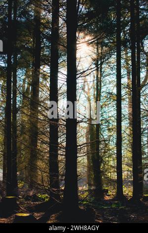 La vie dans les bois - Taunton, Angleterre Banque D'Images