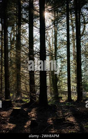 La vie dans les bois - Taunton, Angleterre Banque D'Images