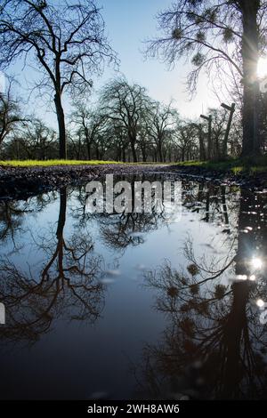 La vie dans les bois - Taunton, Angleterre Banque D'Images