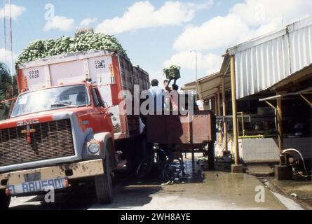 Costa Rica. 1997 – usine de transformation de bananes Del Monte au Costa Rica. Des grappes de bananes sont chargées sur un camion pour être transportées à l'usine. Le camion GMC est nommé « El Abusado » (le maltraité). Banque D'Images