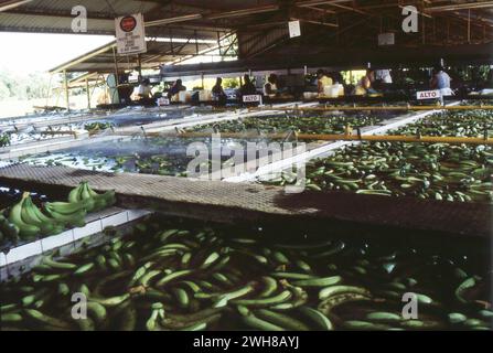 Costa Rica. 1997 – usine de transformation de bananes Del Monte au Costa Rica. Zone de lavage. Banque D'Images