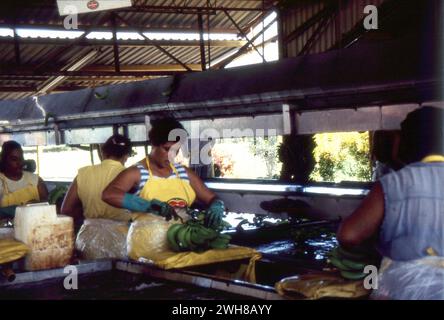 Costa Rica. 1997 – usine de transformation de bananes Del Monte au Costa Rica. Les travailleuses préparent les bananes avant de les emballer. Banque D'Images