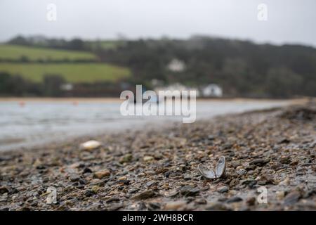 Un coquillage assis sur le rivage du port de Salcombe avec East Portlemouth dans le flou en arrière-plan pris à marée basse le jour d'hiver. Banque D'Images