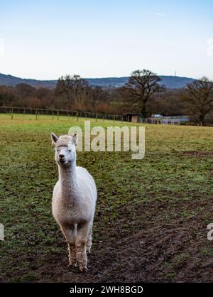 Alpaga seul dans la campagne anglaise - Somerset, Royaume-Uni Banque D'Images