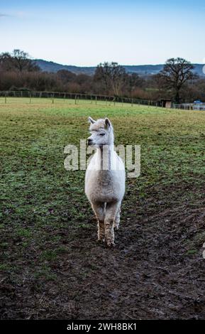 Alpaga seul dans la campagne anglaise - Somerset, Royaume-Uni Banque D'Images