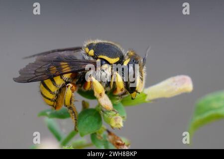 Gros plan naturel d'une femelle de l'abeille cardée de laine européenne à bandes jaunes, Anthidium manicatum, sur une feuille verte Banque D'Images