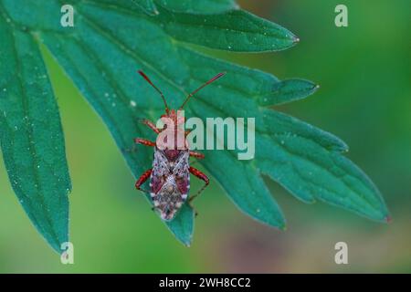 Gros plan détaillé sur une plante rhopalide européenne sans parfum de couleur rouge vif, Rhopalus subrufus assis sur une feuille verte Banque D'Images