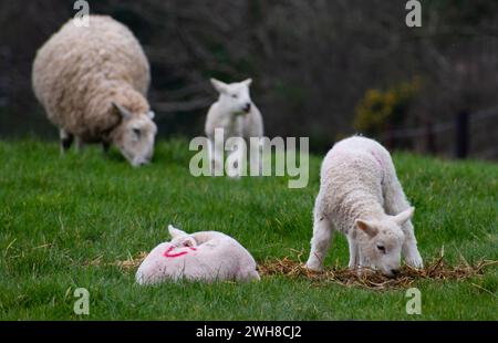 Moutons avec leurs agneaux dans la campagne - Lantic Bay, Cornwall Royaume-Uni Banque D'Images