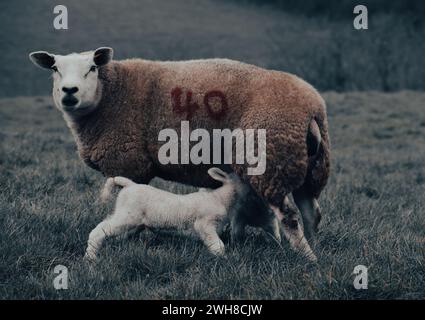 Moutons avec leurs agneaux dans la campagne - Lantic Bay, Cornwall Royaume-Uni Banque D'Images