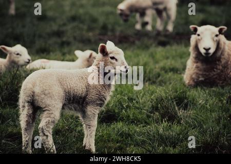 Moutons avec leurs agneaux dans la campagne - Lantic Bay, Cornwall Royaume-Uni Banque D'Images