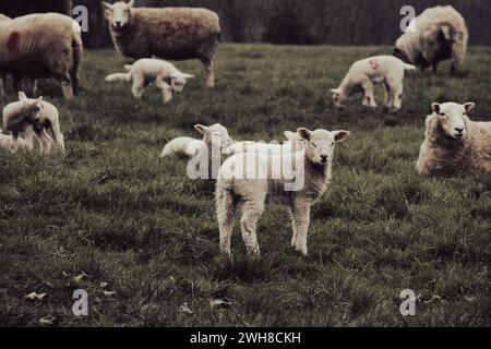 Moutons avec leurs agneaux dans la campagne - Lantic Bay, Cornwall Royaume-Uni Banque D'Images